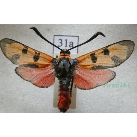 Zygaena laeta (Hübner, 1790) Czech31a